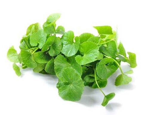 Weiprost contén gotu kola (Centella asiatica)